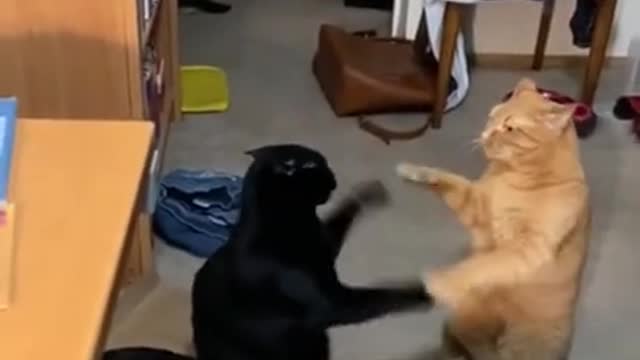 top funny cats videos 2022.