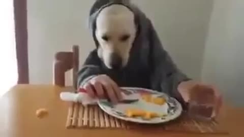 hoodie dog eats