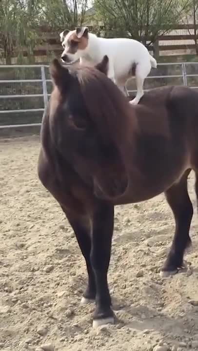 The dog imitates a cowboy and rides over a horse