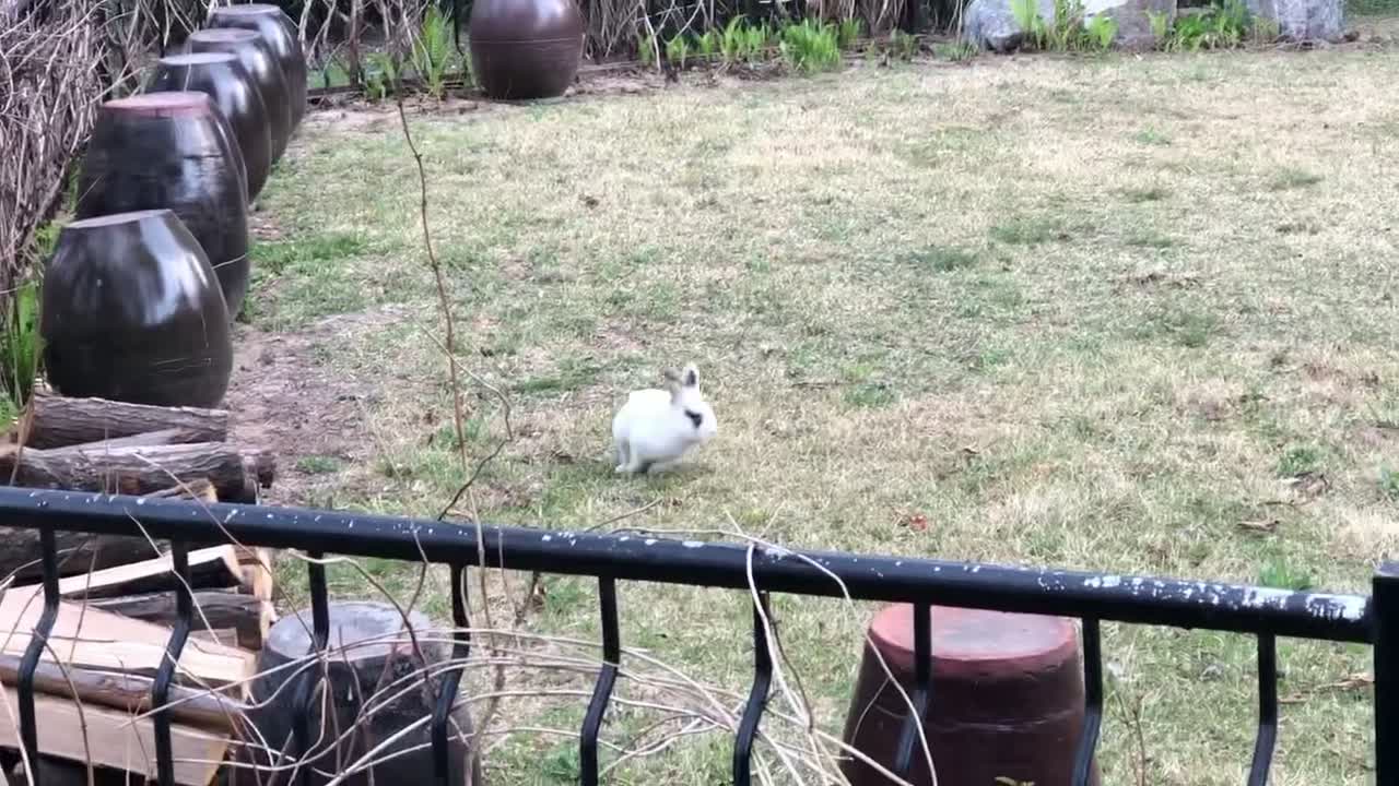 A cute rabbit is running on the grass.