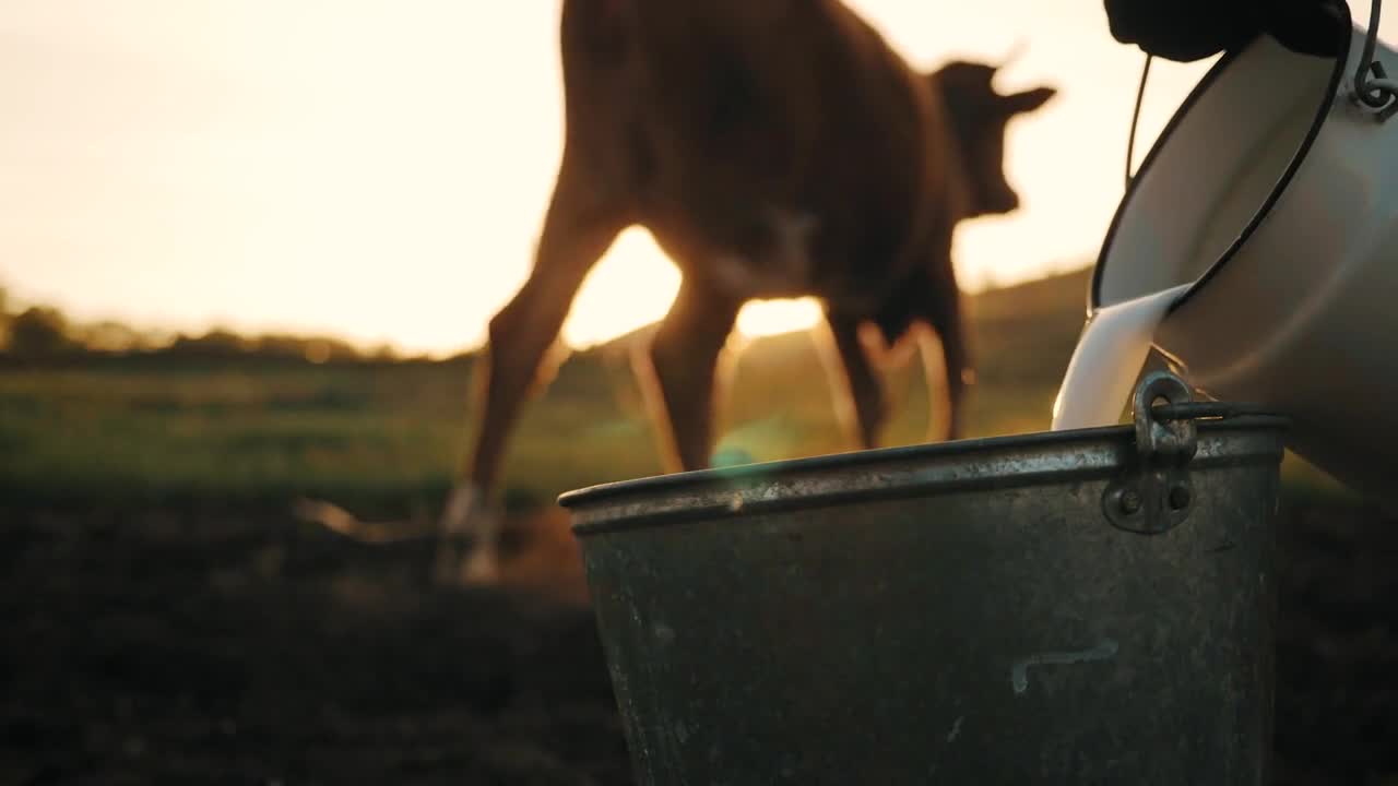 Fresh milk concept. Woman pours milk into can at sunset