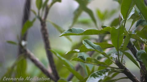 The spring rain in forest the falls on path of the beautiful Rain sound Rain drop sounds