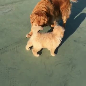 What do the little ones bad They are all members o