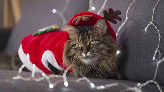 Close up portrait of a tabby fluffy cat dressed as Santa Claus lies