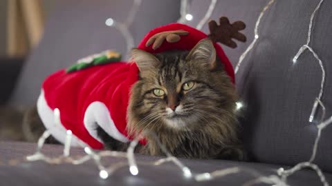Close up portrait of a tabby fluffy cat dressed as Santa Claus lies