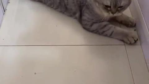 Cat playing with mouse like a friend))