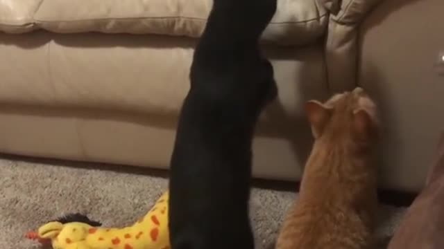 Cute and Funny Cat Videos Compilation - PART 5