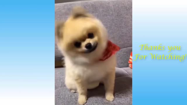Cute Pets wery funny
