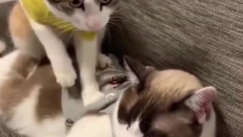 funny and cute cat video 2021