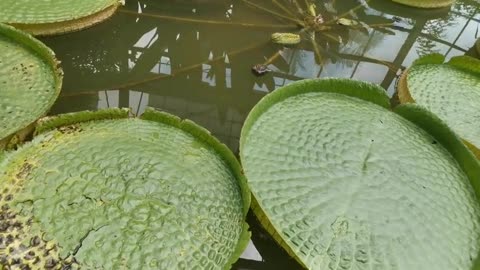 Incredible lotus leaves like huge plates