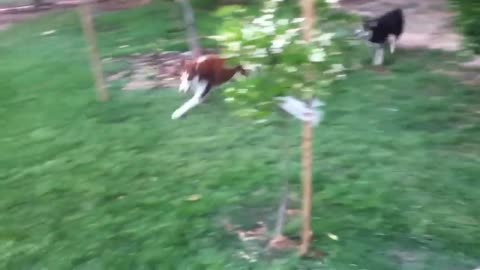 Siberian Huskies play with ground