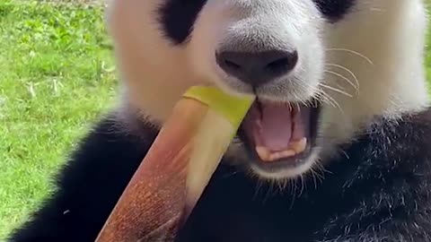 Panda eating bamboo shoots in China