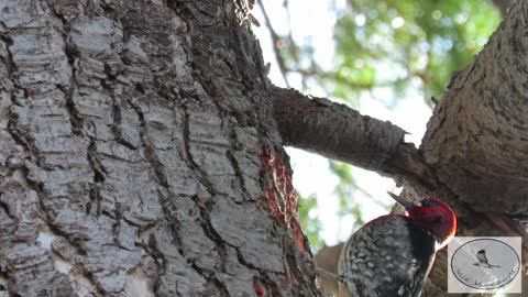 Red-Breasted Sapsucker