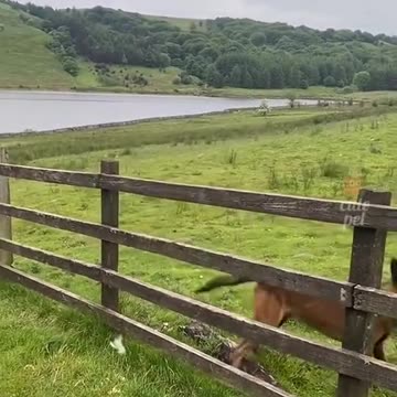 Funny moments with cute animals 😂