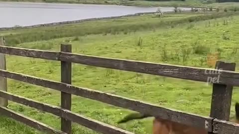 Funny moments with cute animals 😂