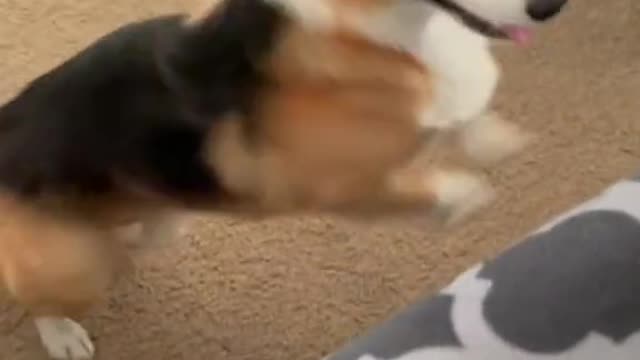 dog playing with the ball, happy dog