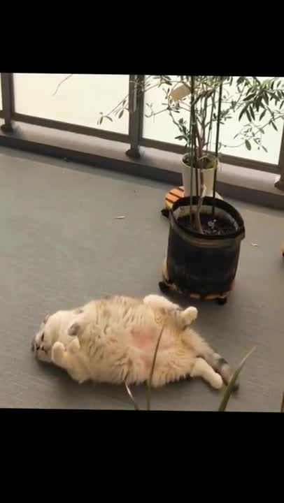 Cats and dogs _ cats meowing _ cats funny videos #shorts