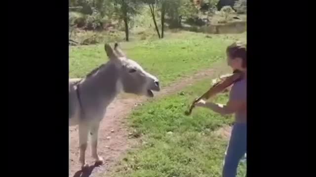 donkey singing 😂😂