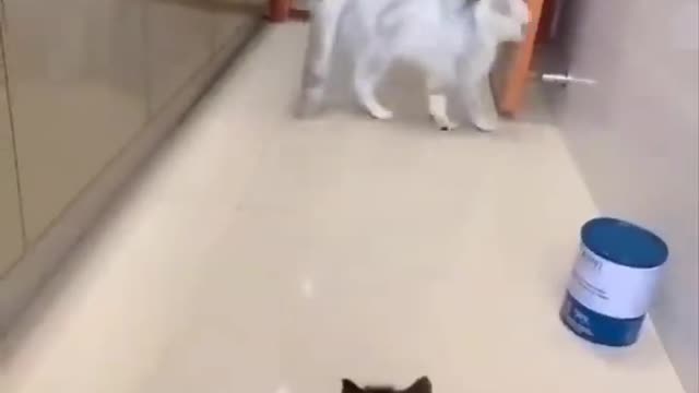 Kitten scared a cat || cat frightened by a kitten ||