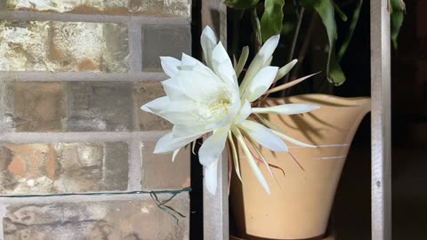 Night Blooming Cereus Blooming