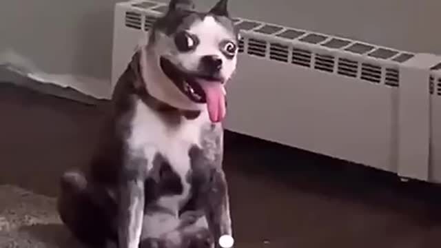 Funny dog moments