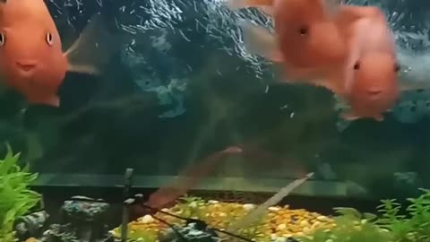 #beautiful#fish dancing