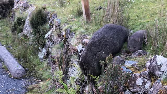 Momma and Baby Wombat