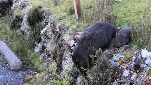 Momma and Baby Wombat