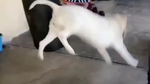 Best funny dog cats videos 2022🐶🐭😍🔥❤️
