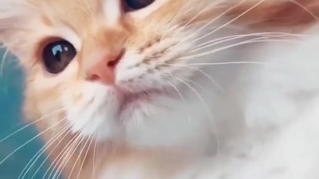 Cute cat just woke up