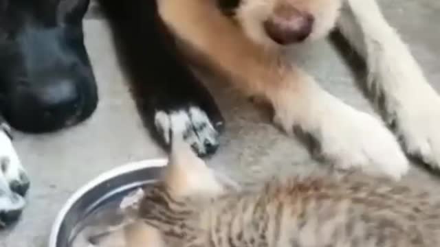 Cute cat & dog funny video