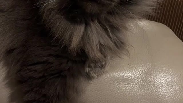 Feline humanoids are introduced later in the series