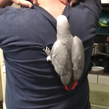 Bird backpack or back attack?