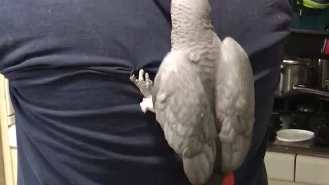 Bird backpack or back attack?