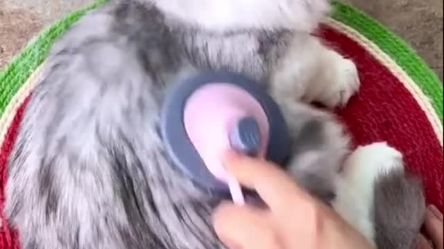 pet brush