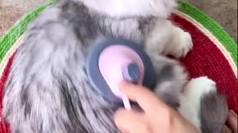 pet brush