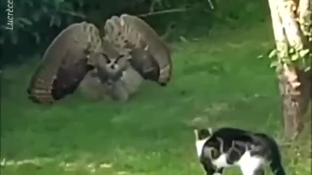 Big Owl scaring small cat