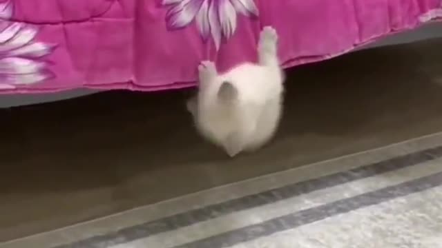 Cut cat climbing bed in very cute way