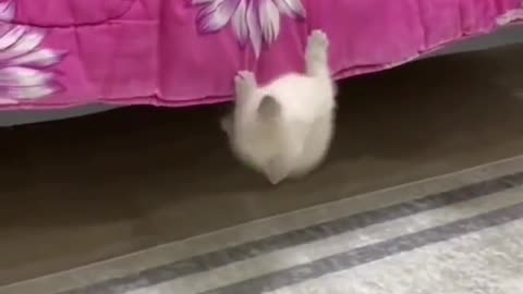 Cut cat climbing bed in very cute way