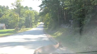 Deer Crossing