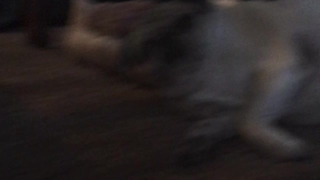 Puggy gets up close