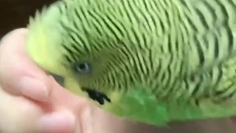 Amazing parrot video