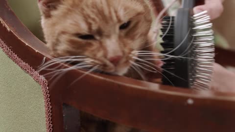 a-person-grooming-a-cat