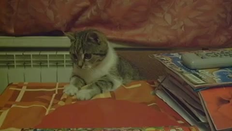 Angela the cat helping with paperwork