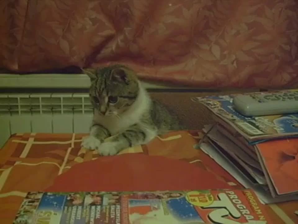 Angela the cat helping with paperwork