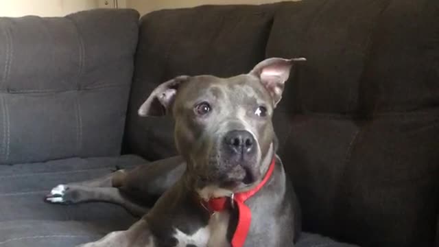 Grey dog on couch looks over at owner camera pans over to black lady on phone