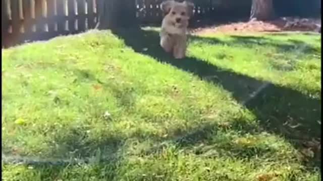 FUNNY CUTE DOGS TIK TOK COMPILATION