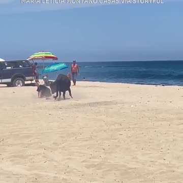 Bull attacks person on Mexican beach as onlookers scream