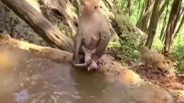 Monkey taking bath for his baby