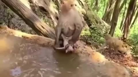 Monkey taking bath for his baby